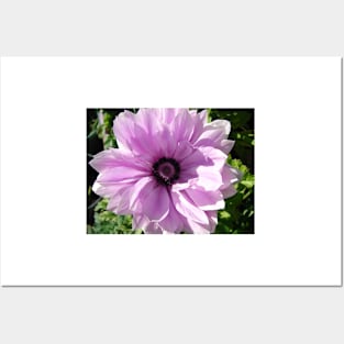 Purple Rannunculus Spring Flower Photo Posters and Art